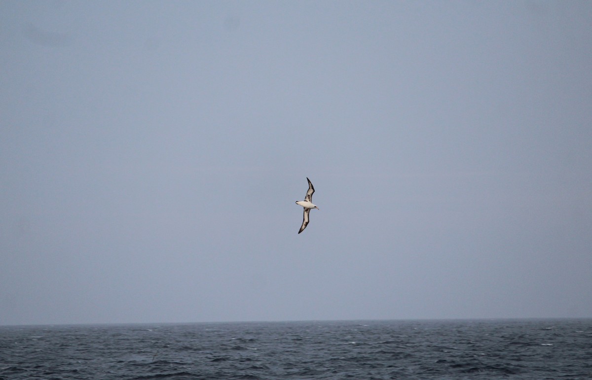 Albatros de Laysan - ML60774301