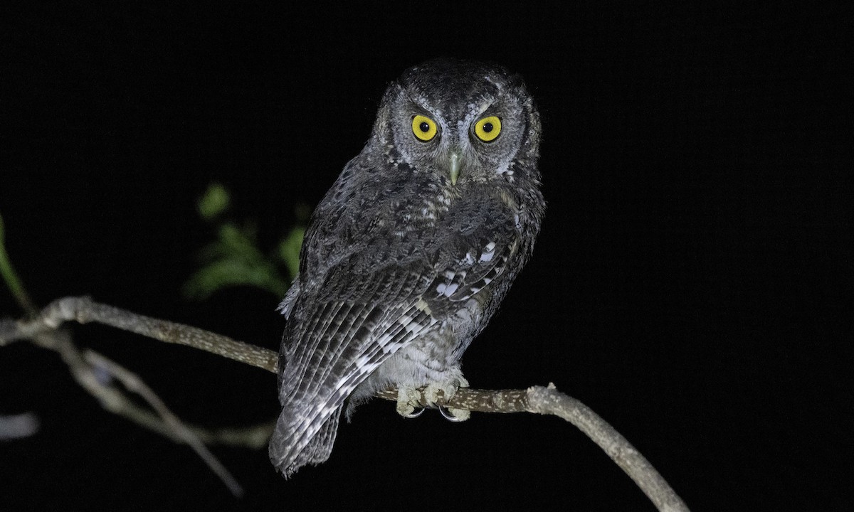 Koepcke's Screech-Owl (Apurimac) - ML607743061