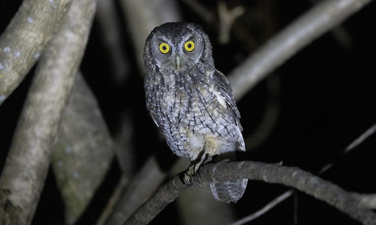 Koepcke's Screech-Owl (Apurimac) - ML607743071