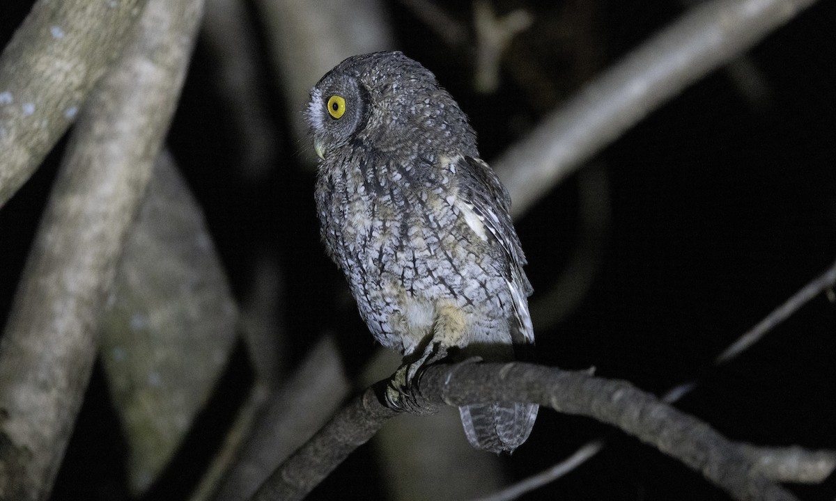 Koepcke's Screech-Owl (Apurimac) - ML607743091