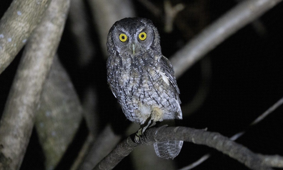 Koepcke's Screech-Owl (Apurimac) - ML607743101