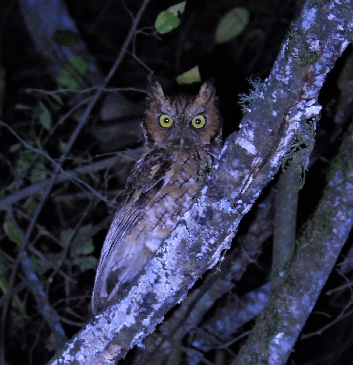 Montane Forest Screech-Owl - ML607745831