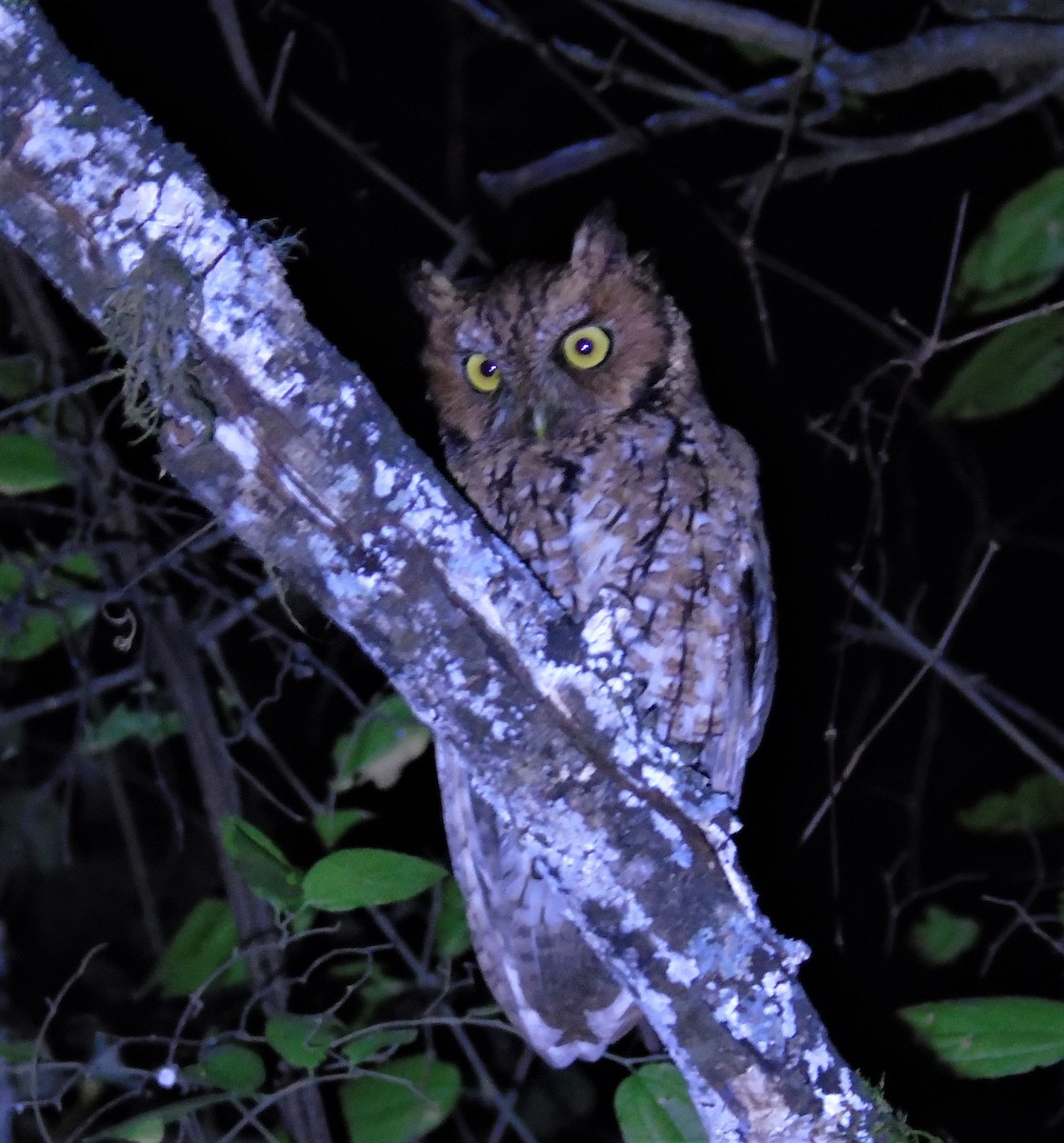 Montane Forest Screech-Owl - ML607745841
