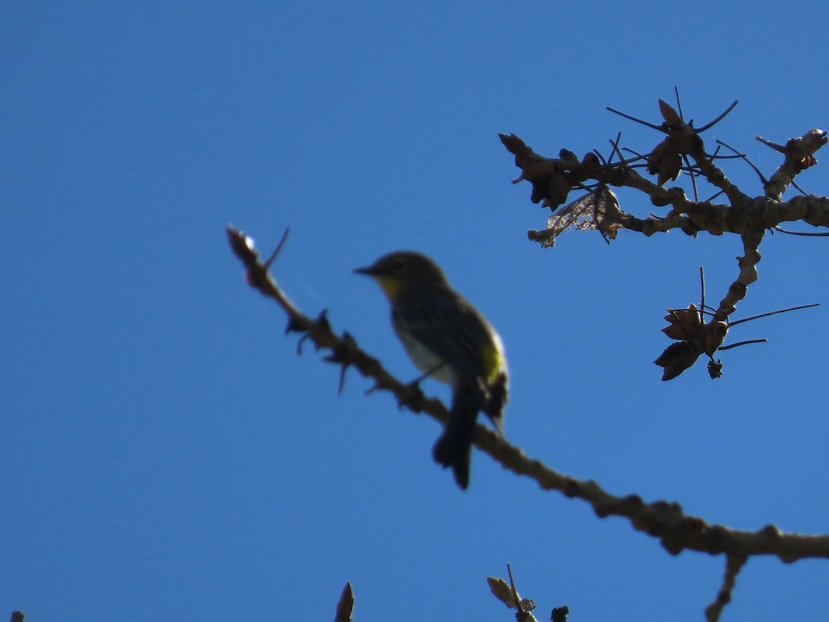 Yellow-rumped Warbler (Audubon's) - ML607746591