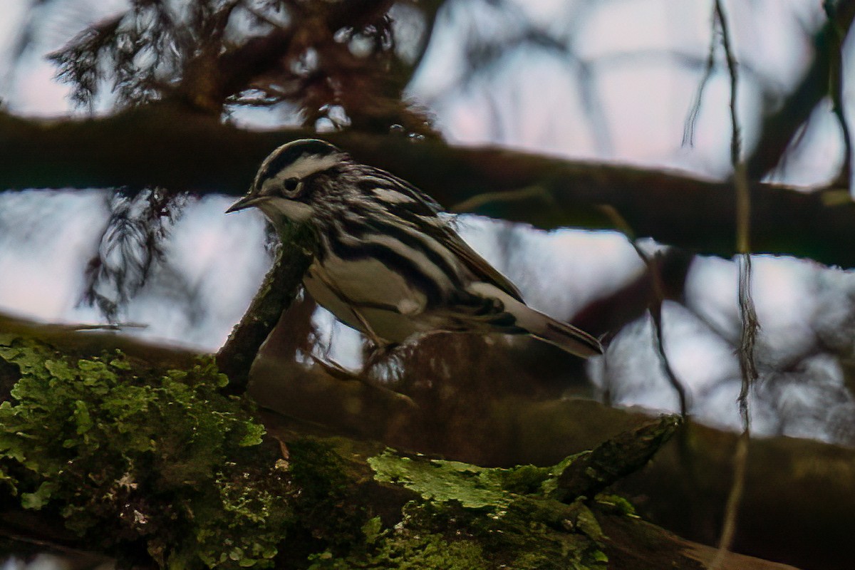 Black-and-white Warbler - ML607750321