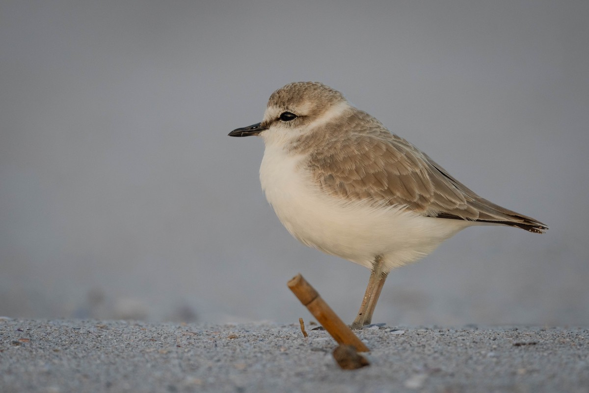 White-fronted Plover - ML607750911