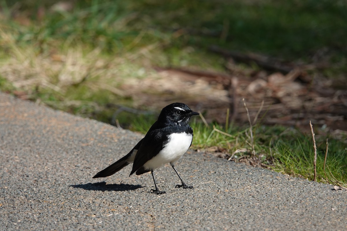Willie-wagtail - Orion Russo