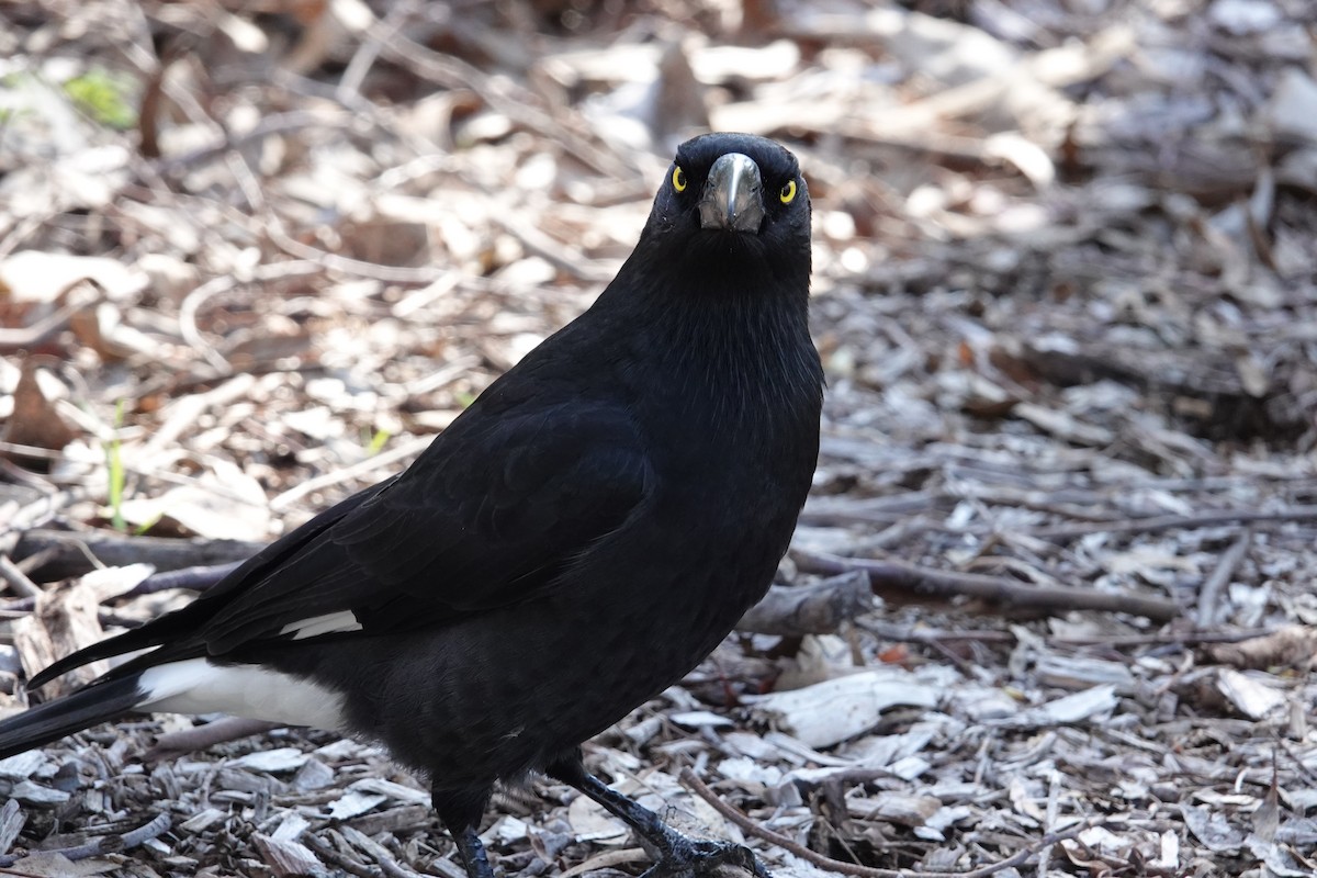 Pied Currawong - Orion Russo