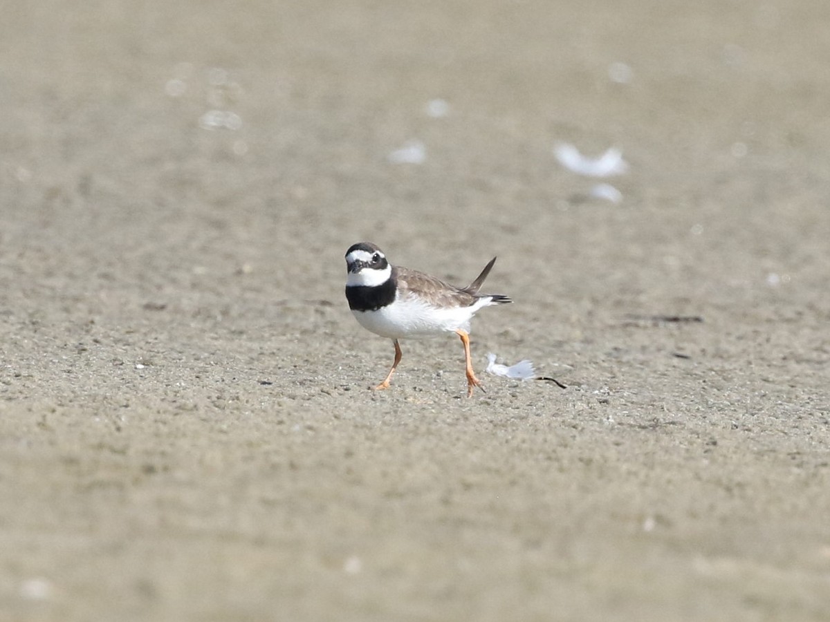 Common Ringed Plover - ML607762271
