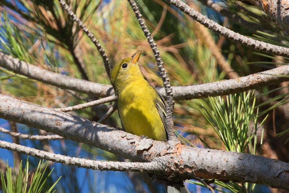 Western Tanager - ML607763401