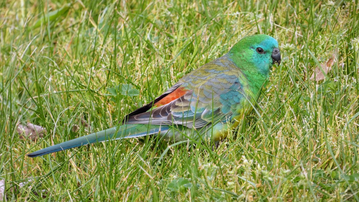 Red-rumped Parrot - Adrian Gee