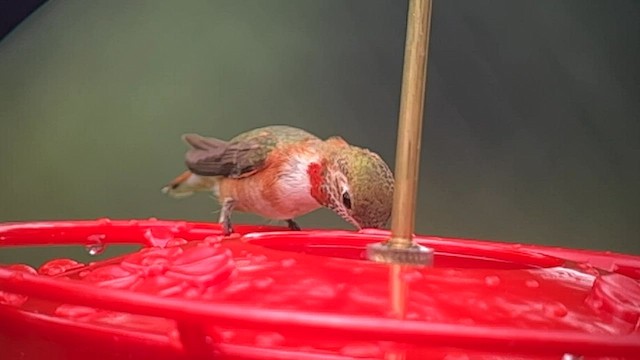 Rufous Hummingbird - ML607764371