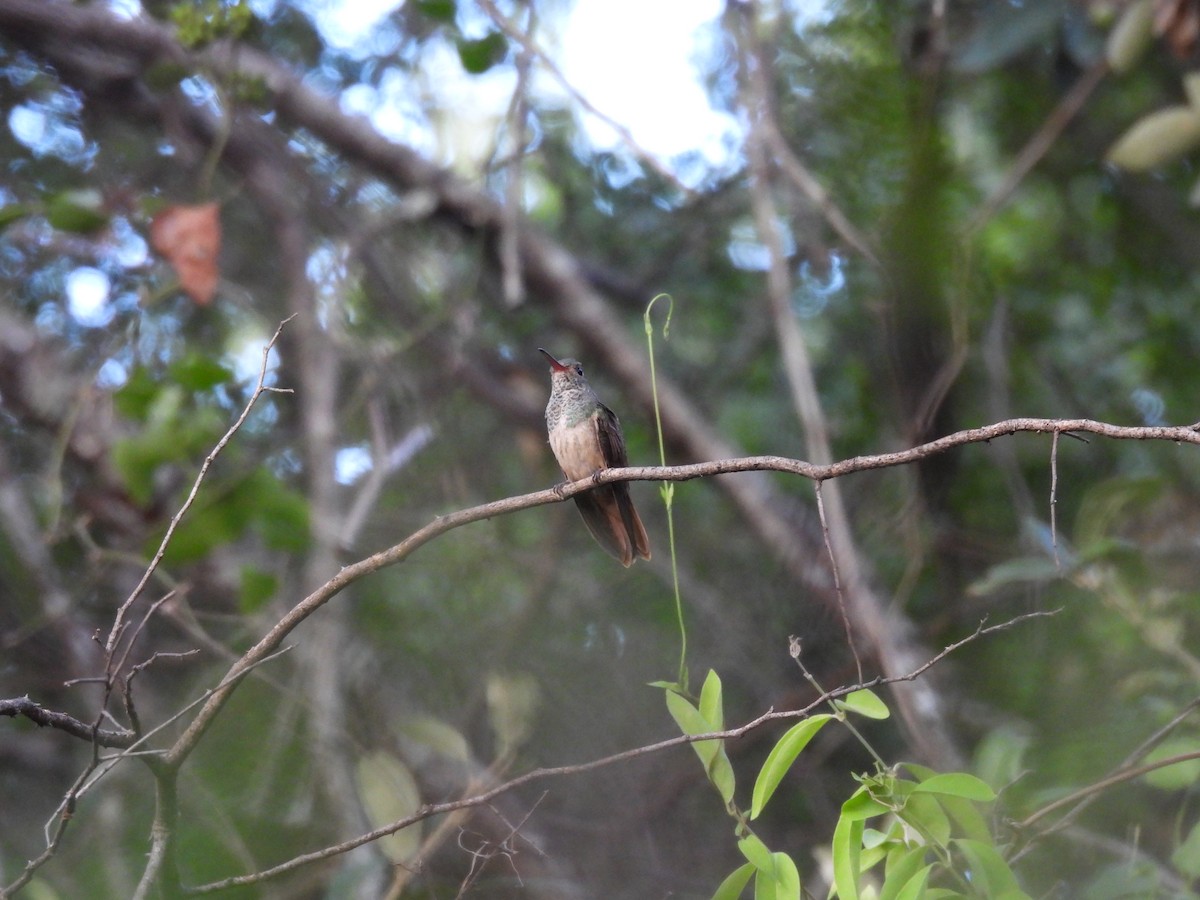 Buff-bellied Hummingbird - ML607765901