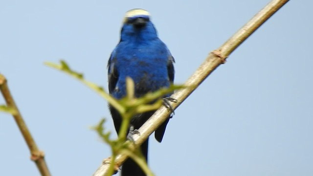 Opal-crowned Tanager - ML607768231