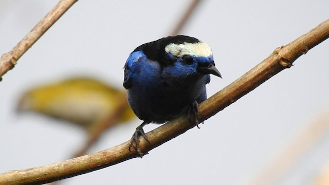 Opal-crowned Tanager - ML607768241