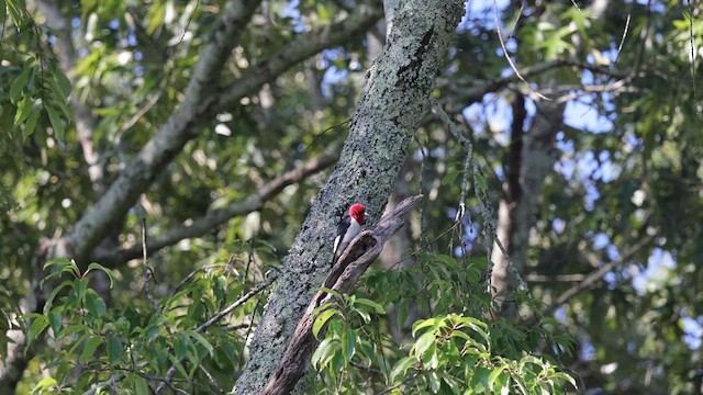 Red-headed Woodpecker - ML607768701