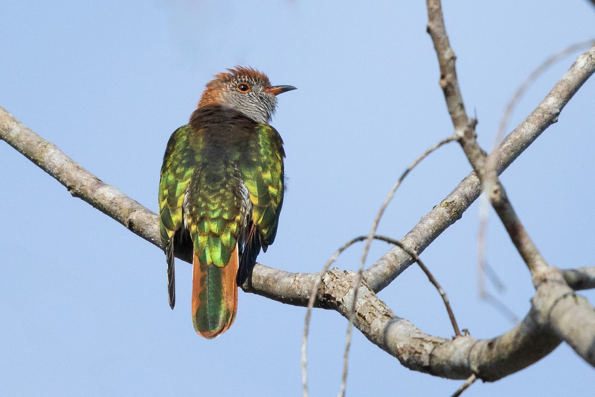 Asian Emerald Cuckoo - ML607769621