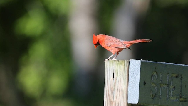 Cardinal rouge - ML607770271
