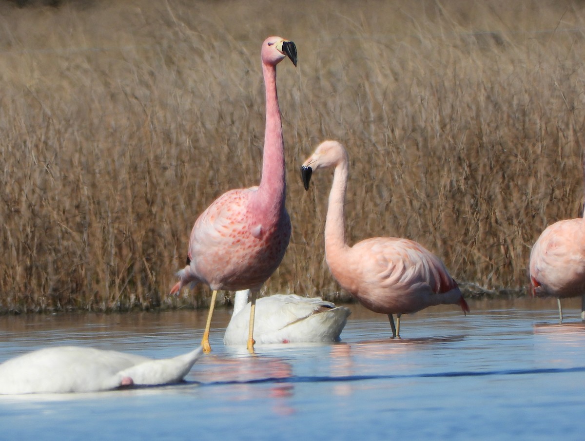 Andean Flamingo - ML607770401