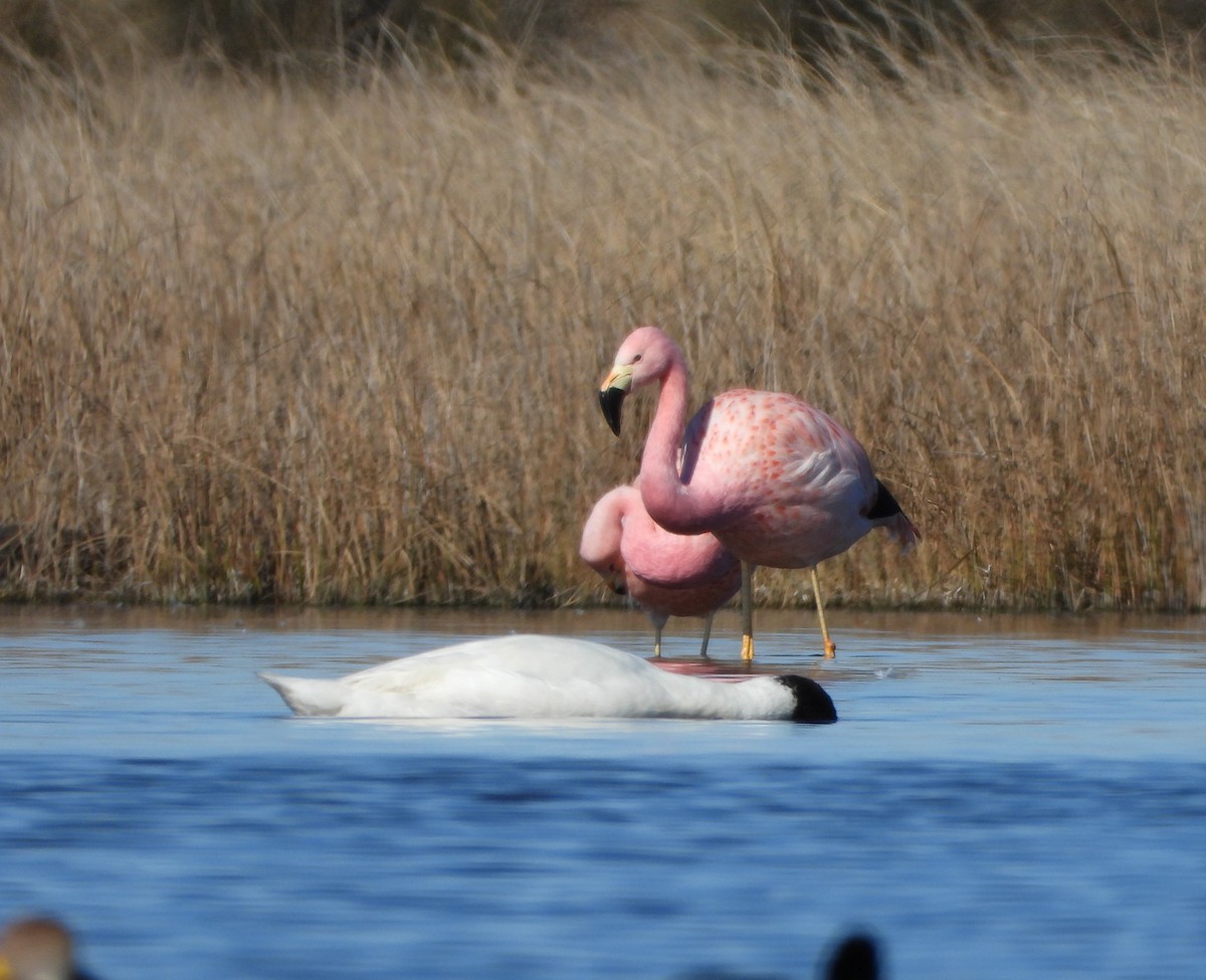 Andean Flamingo - ML607770411