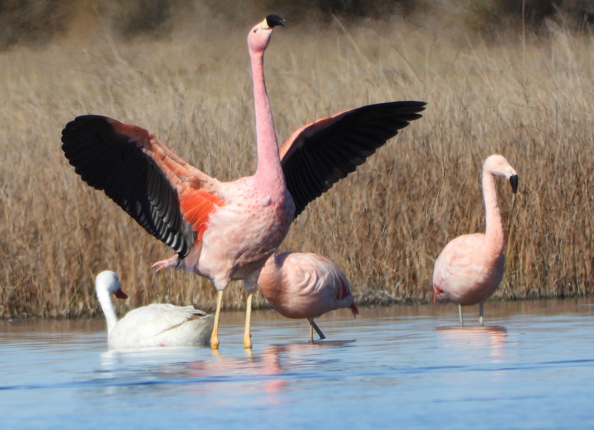 Andean Flamingo - ML607770421