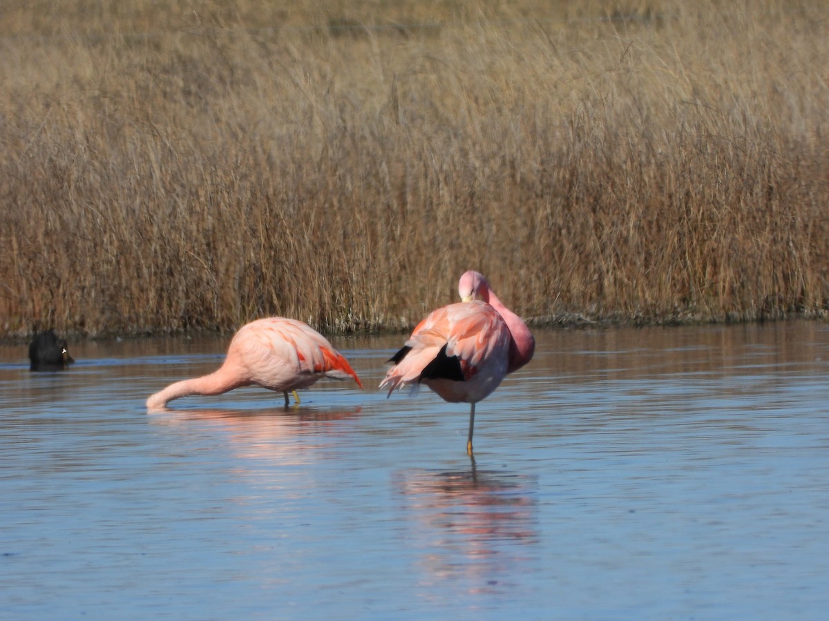 Andean Flamingo - ML607770431