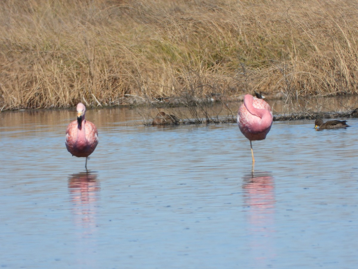 Andean Flamingo - ML607770471