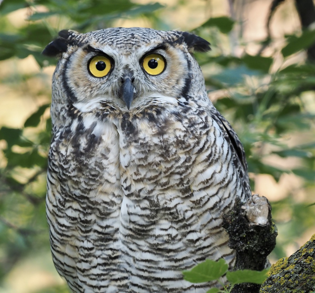 Great Horned Owl - ML607772631