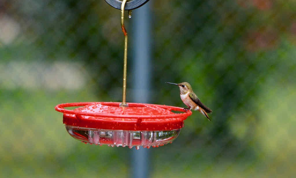 Rufous Hummingbird - Ellison Orcutt