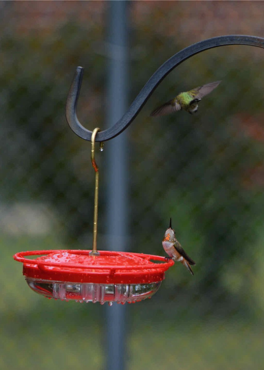 Rufous Hummingbird - ML607773631