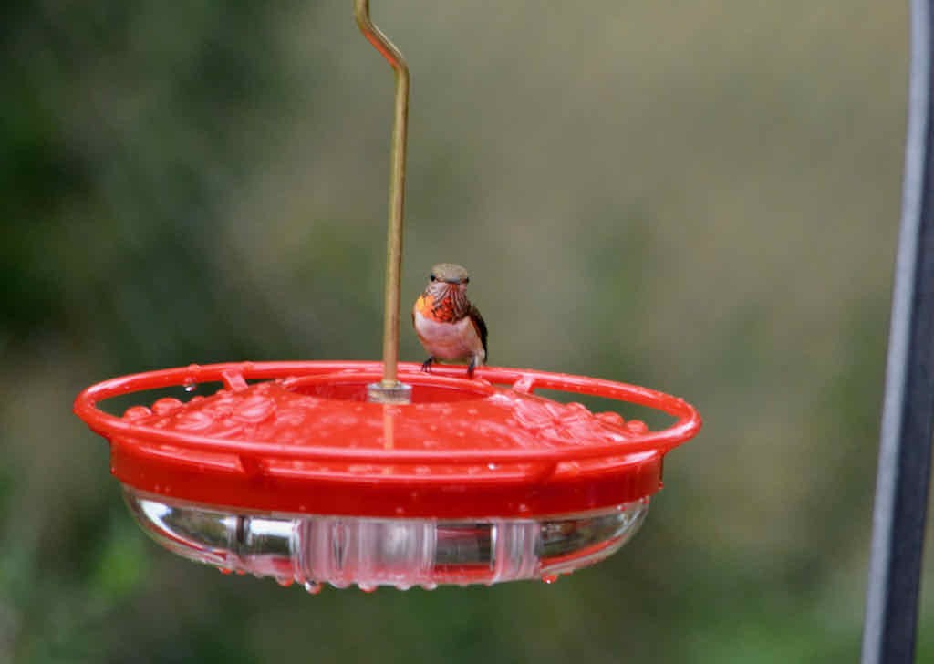 Rufous Hummingbird - ML607773641