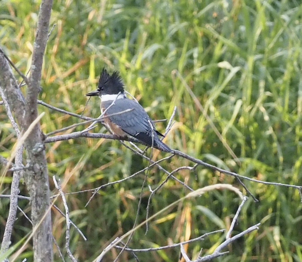 Belted Kingfisher - ML607774101