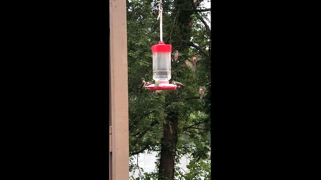 Ruby-throated Hummingbird - ML607774931