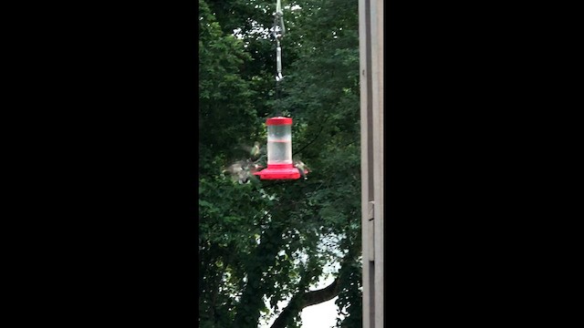 Ruby-throated Hummingbird - ML607776251