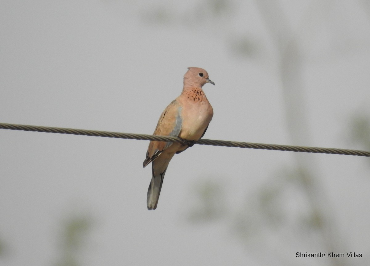 Laughing Dove - ML60777781