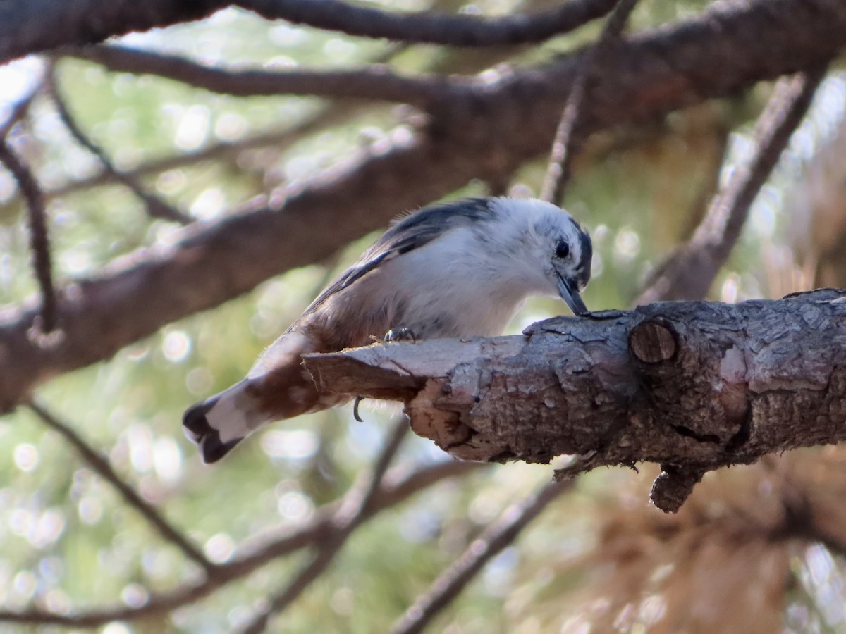 White-breasted Nuthatch - ML607779211