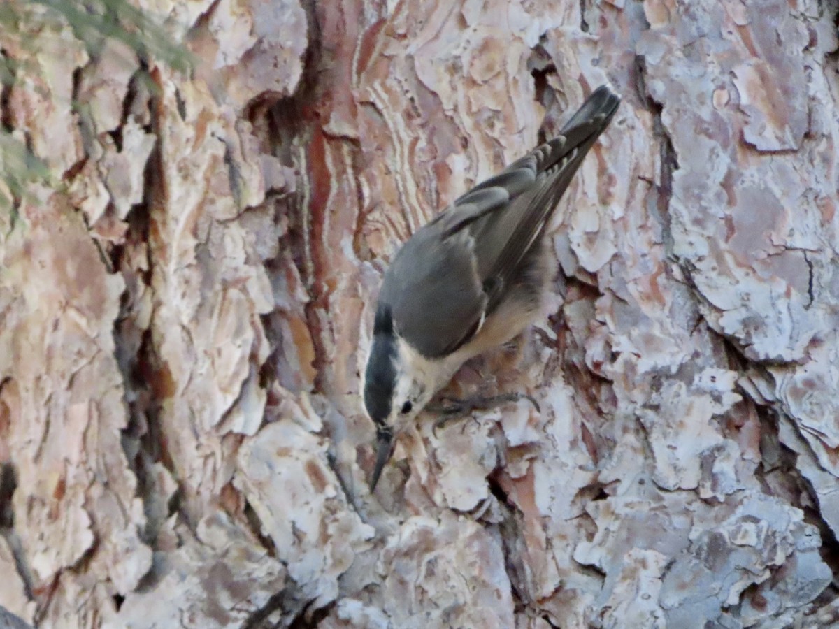 White-breasted Nuthatch - ML607779271