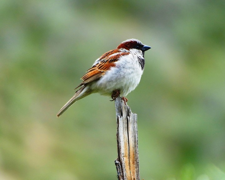 House Sparrow - forest venkat