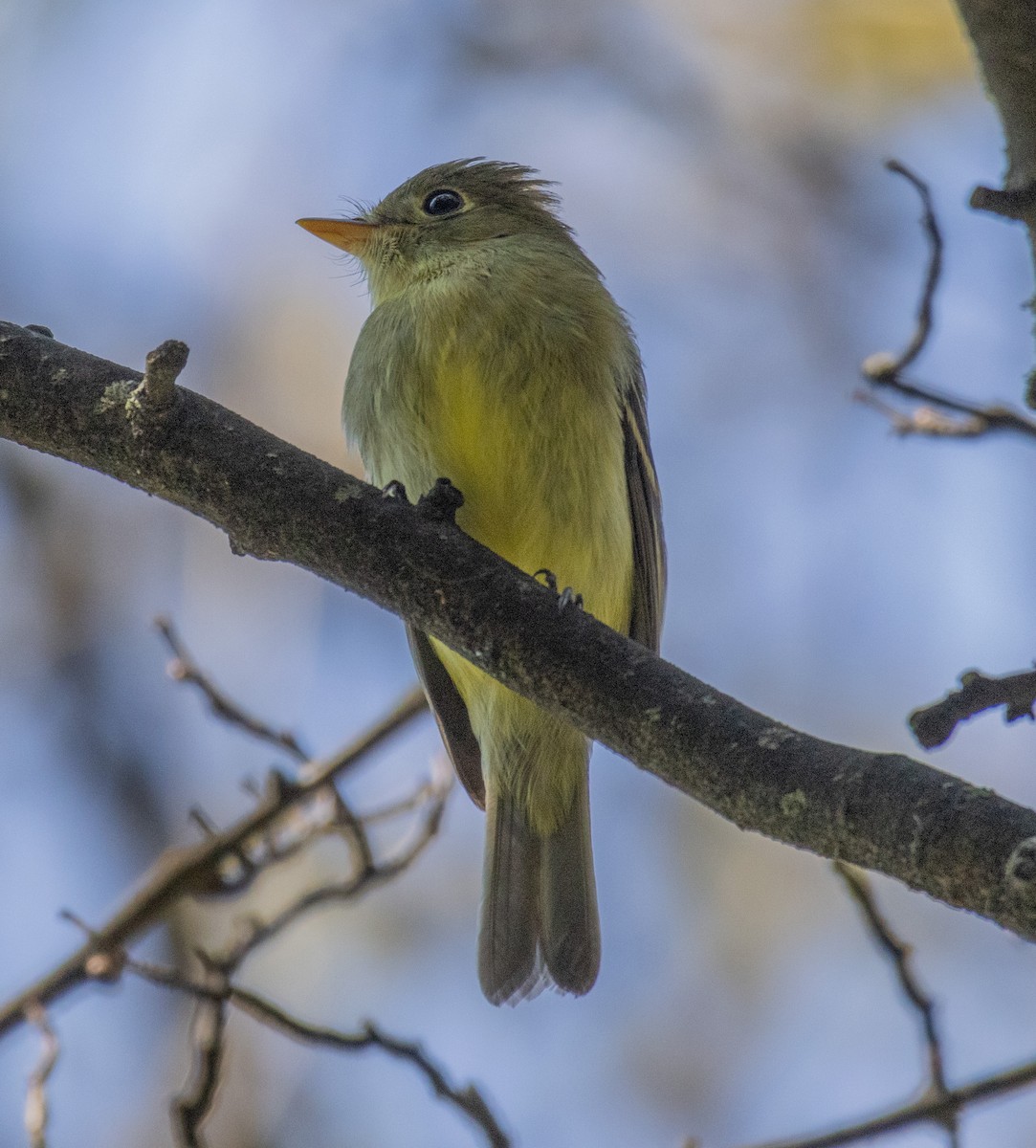 Ebird Checklist Aug Green Wood Cemetery Brooklyn