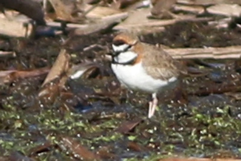 Collared Plover - ML60778531