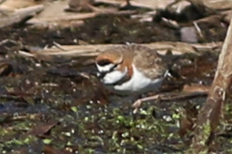 Collared Plover - ML60778541