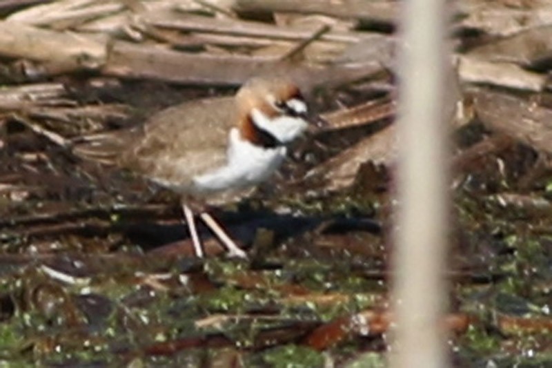 Collared Plover - ML60778551