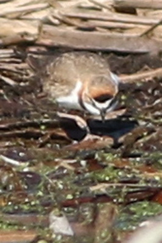Collared Plover - ML60778571