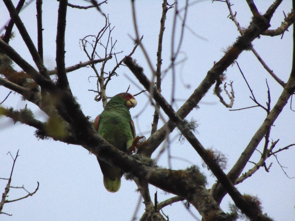 White-fronted Parrot - ML607788231