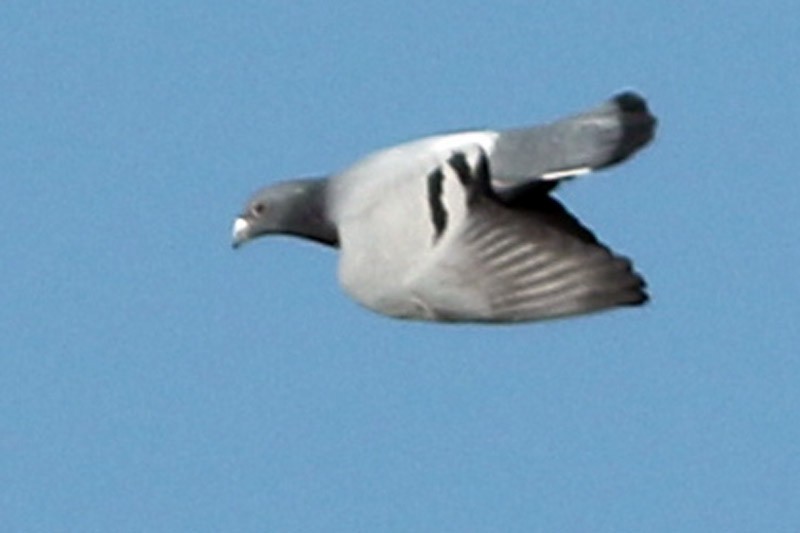 Rock Pigeon (Feral Pigeon) - ML60778831