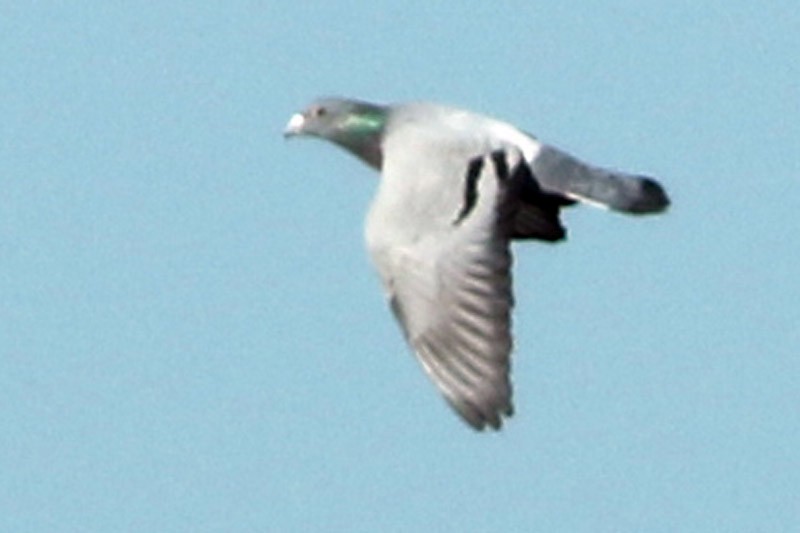 Rock Pigeon (Feral Pigeon) - ML60778851