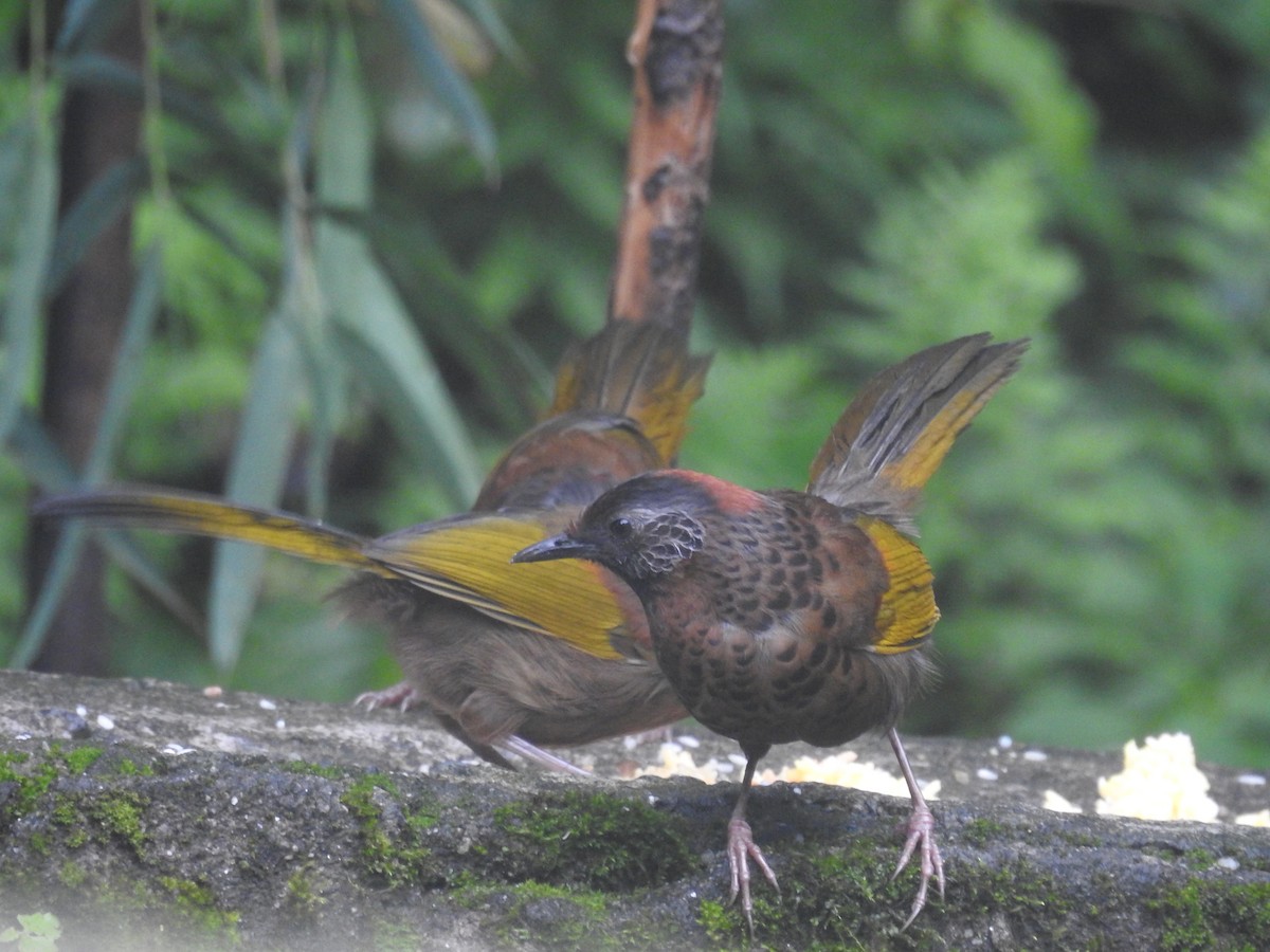 Chestnut-crowned Laughingthrush - ML607790931