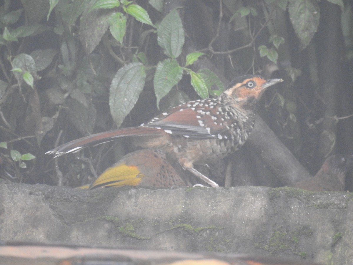 Spotted Laughingthrush - ML607791291