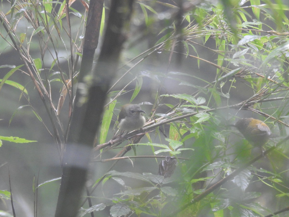 Green-tailed Sunbird - ML607791931