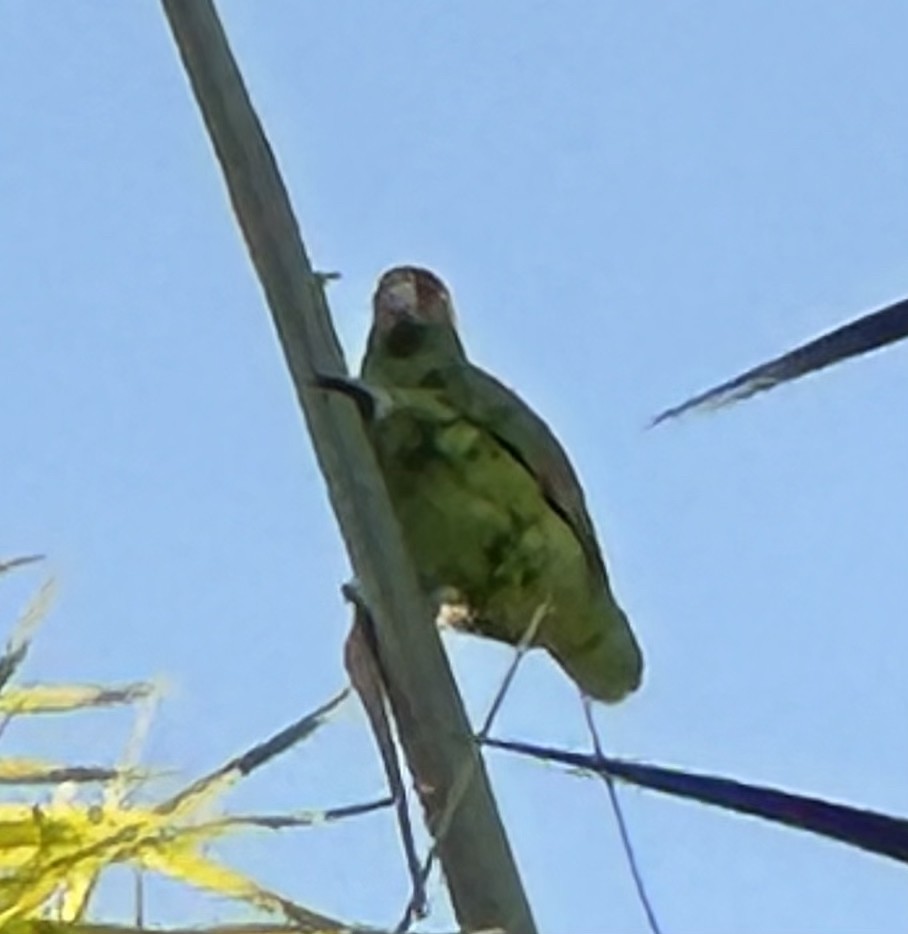 Red-crowned Parrot - ML607793521